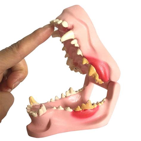 Buy Dog Dental Pathology Model - Canine Dog Jaw Anatomical Model ...