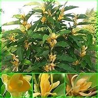 Creative Farmer Live Flowering Plant Michelia Champaca Sampige Magnolia ...