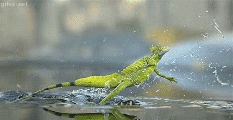 Image result for Lizard HTML Report Example