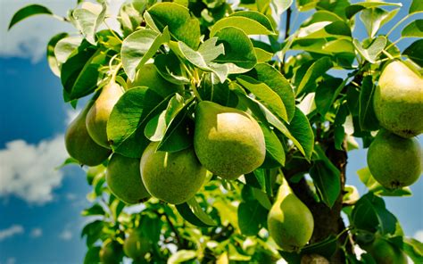 Download wallpaper 2560x1600 pears, fruits, leaves, shadows widescreen ...
