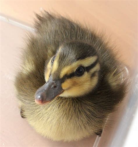 Identifying Baby Duck Breeds