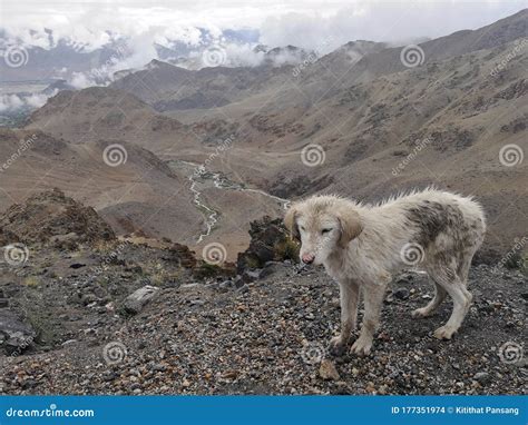 Sad and Dirty Dogs on the Mountain. Stock Photo - Image of nature ...