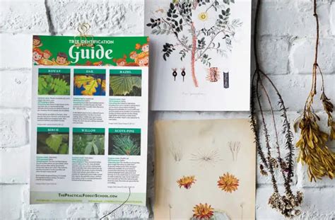 Image result for Tree Identification Guide With