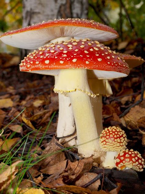 Image result for Mushroom Huge Dataset Classification Python