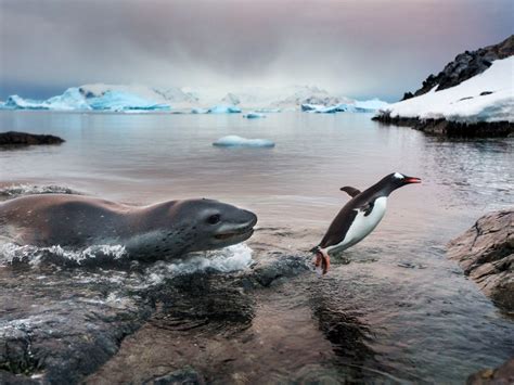 Leopard Seals Eating Penguins