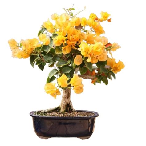 Green Paradise® - Live Bougainvillea Bonsai 3 Years Old Flower Plant ...