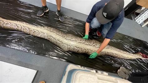 18 Foot Python 的图像结果