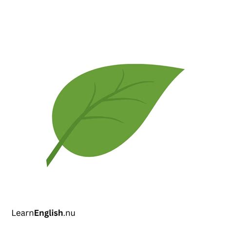 Garden Vocabulary in Spanish: A Beginner's Guide - learn spanish