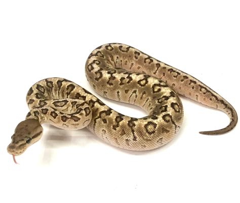 Image result for Ball Python Hybrid