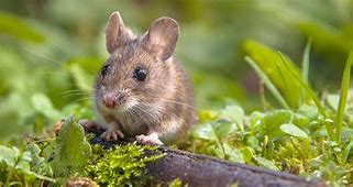 Image result for Small Mammal Pets