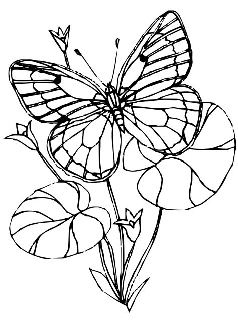 Kids-n-fun.com | Coloring page Butterflies Butterflies