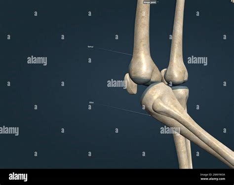Synovial joint cavity hi-res stock photography and images - Alamy