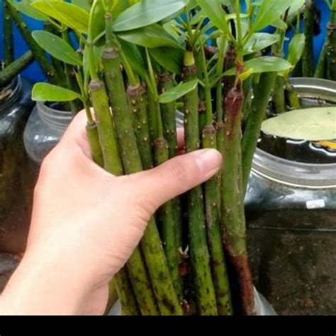 Jual pohon bakau untuk sumo aquarium/filter aquarium air laut - Jakarta ...