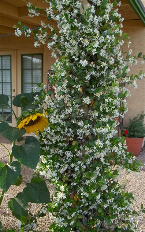 jasmine ideas | Florida landscaping, Florida gardening, Garden vines
