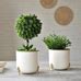 Metal Gold Rim Leaf leg Planter, Set (Pot Only) – Behoma