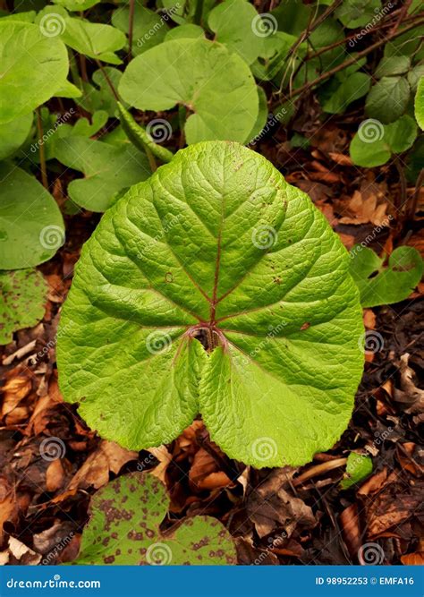 Green Spade Shaped Leaf stock image. Image of green, woods - 98952253