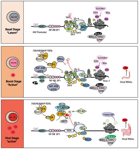 Forging a Functional Cure for HIV: Transcription Regulators and Inhibitors