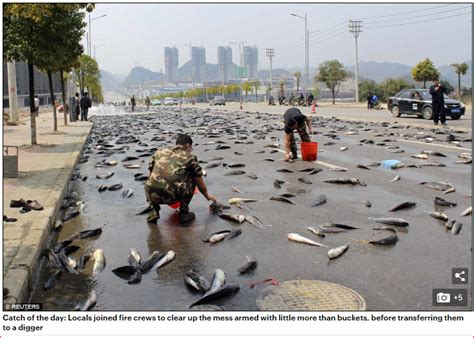 Fact Check: Old picture of fish that fell from a truck in China is ...