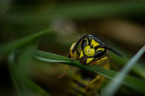 Image result for Yellow Jacket Hack