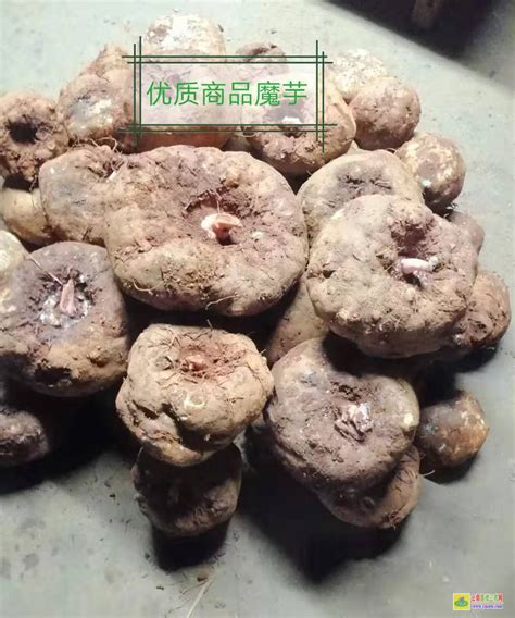 出售优质魔芋种子，提供技术指导，签订回收合同 - 蔬菜 - 图库 - 云南鑫燎三农网