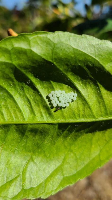 Are these ladybug eggs? : r/gardening
