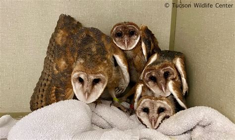 Patient of the Week: Barn Owl Fledglings - Tucson Wildlife Center