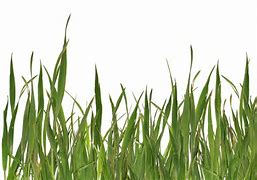 Image result for Baby Bunny in Grass