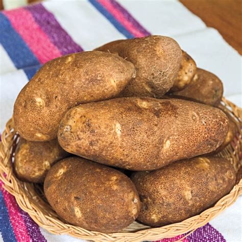Gurney's Seed and Nursery Cannela Russet Seed Potato Dormant Bulb - 2 ...