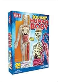 Squishy Human Body (SmartLAB): Amazon.in: SmartLab Toys: Books