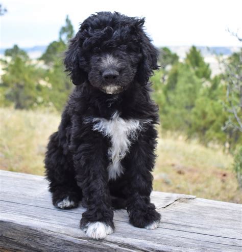 Aussiedoodle Full Grown Black