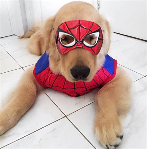 Spiderman Golden Retriever Puppy Costume