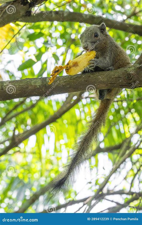 Squirrels Eating Banana Trees at Terri Kent blog