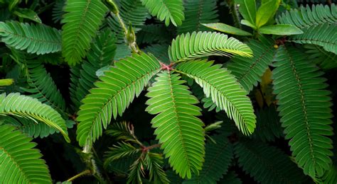 MIMOSA PUDICA - SENSITIVE PLANT | MIMOSA | PREMIER SEEDS DIRECT LTD