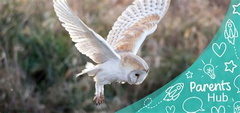 What is International Owl Awareness Day? - Twinkl