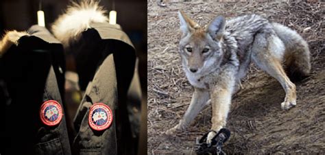 Canada Goose Fur Deception Goes Unpunished, Yet Moose Knuckles Feels ...