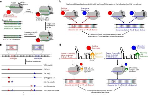 Gene Editing Machine 的图像结果