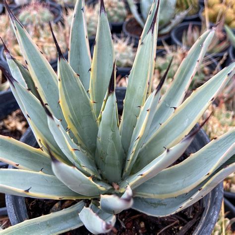 Agave Macroacantha Blue Ribbon Plant