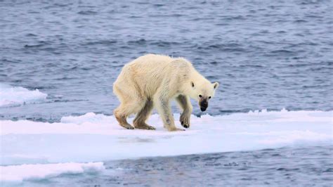Why the Arctic Is the Best Place to See Polar Bears in the Wild ...