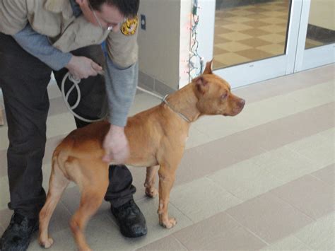 Patch Visits the Town of Oyster Bay Animal Shelter | Syosset, NY Patch