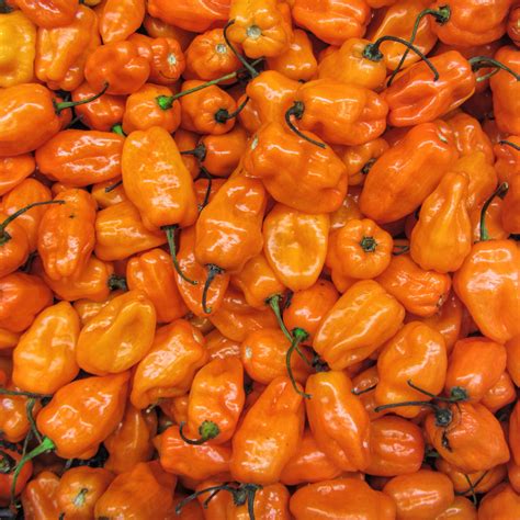 Organic Habanero Orange Pepper Seeds - Sweet Yards