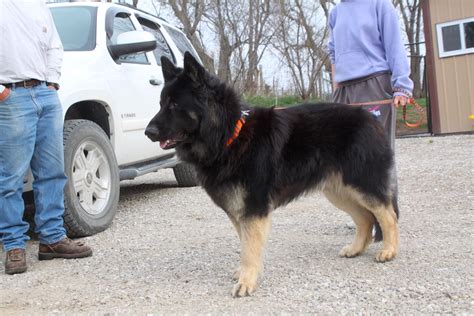 Long Coat German Shepherd Colors at Ronald Roe blog