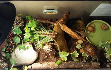 Image result for Box Turtle Homes
