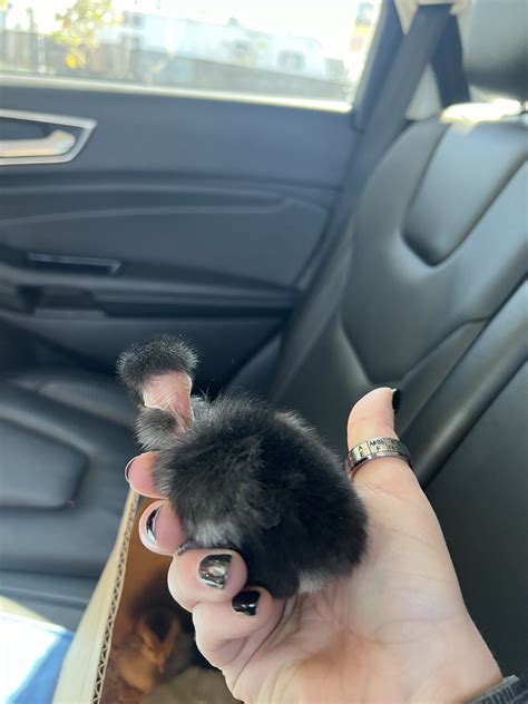 New Chickens! - All Reptiles - MorphMarket Reptile Community