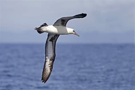 Albatross - A-Z Animals