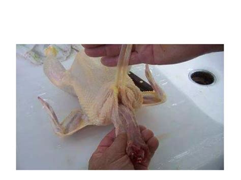 Image result for Digestive System of a Brooder