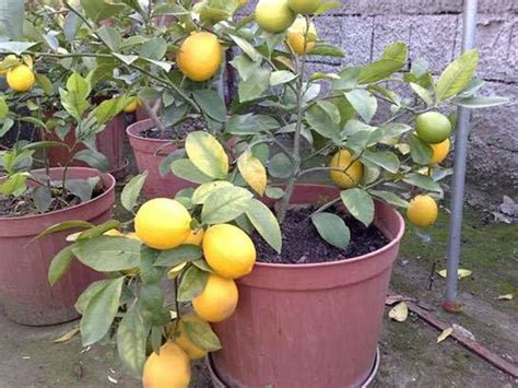 Mphmi Live Plant Nursery NCR Plant Nimboo, Lemon Tree (Big Fruit ...
