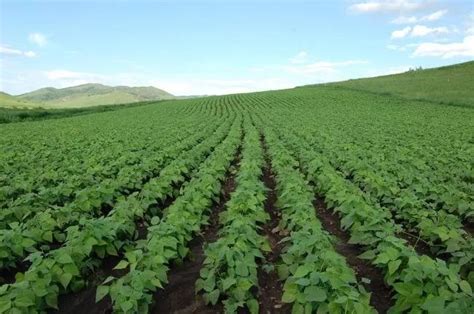 大豆高产栽培技术（从选种、施肥、播种、田间管理到收获！）