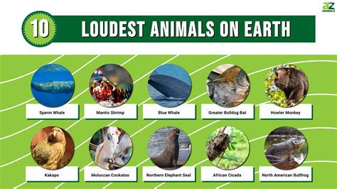 The Top 10 Loudest Animals on Earth (#1 is Amazing) - A-Z Animals