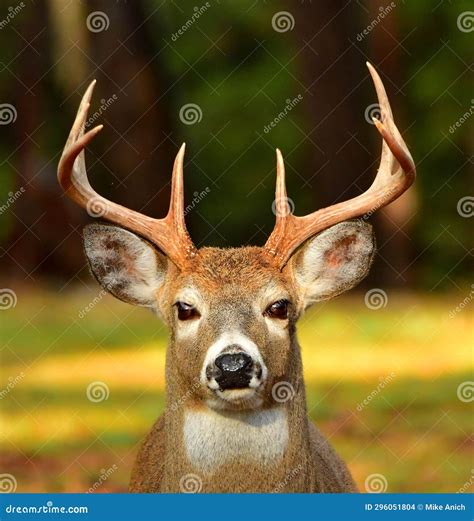 White Tail Deer-Buck, Montana. Stock Photo - Image of fawn, horn: 296051804