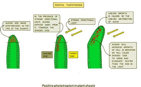 Tropisms - Biology for GCSE/IGCSE - Year 11 PDF Download